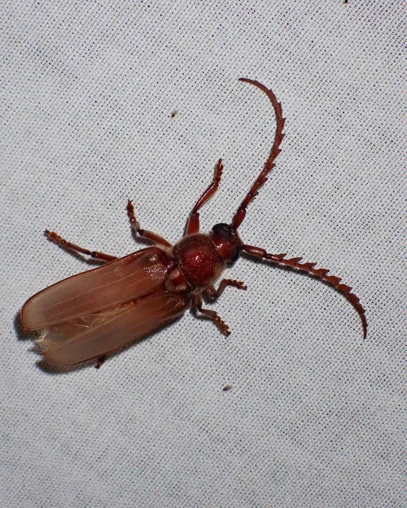 Gigantotrichoderes cummingi