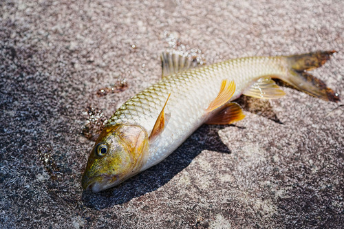 Hemispinus barb (Acrossocheilus hemispinus) — Cyprinidae — 3