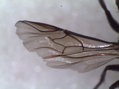 Chrysura