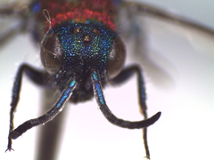 Chrysura