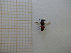 Chrysura