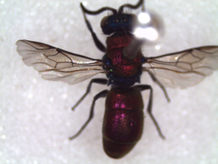 Chrysura