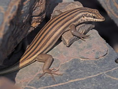 Trachylepis sulcata