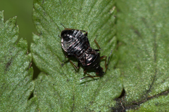 Temnostethus gracilis