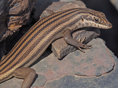 Trachylepis sulcata