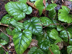 Rubus nivalis