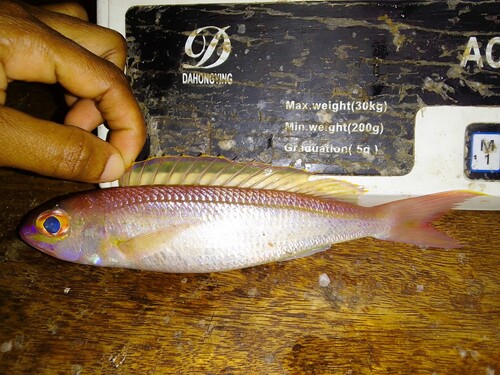 Slender threadfin bream (Nemipterus zysron) — Nemipteridae — 5