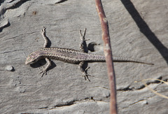 Cryptoblepharus pannosus