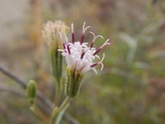 Palafoxia linearis