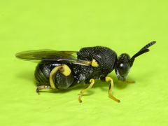 Brachymeria tibialis