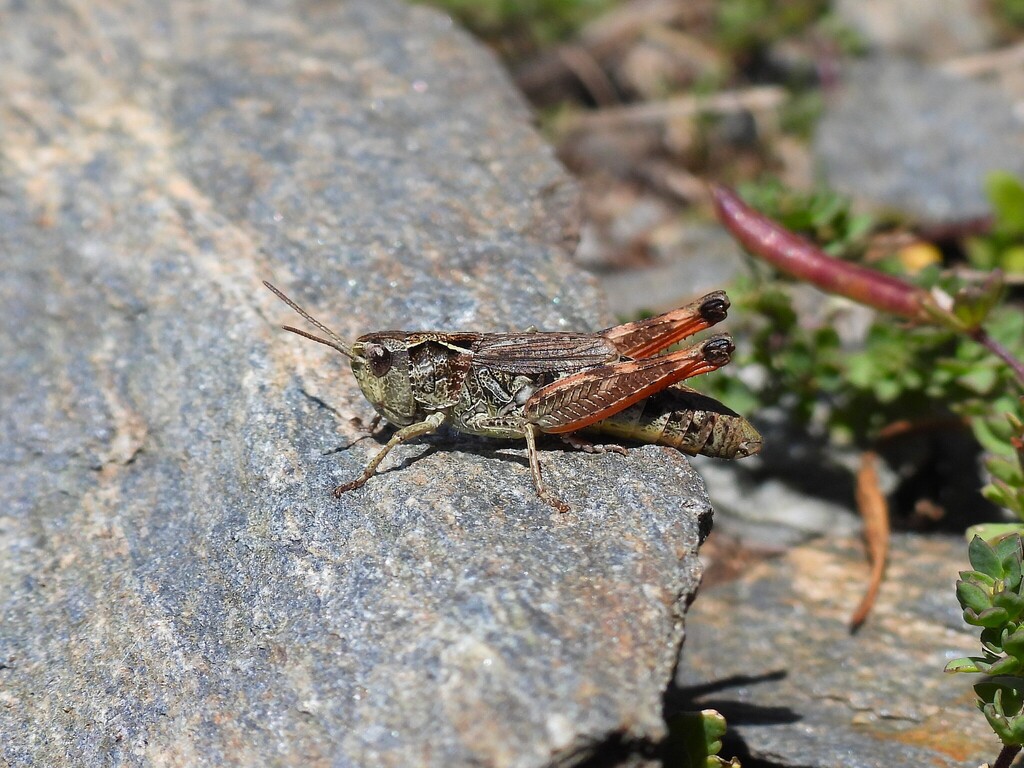 Piedmont Grasshopper