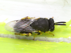 Brachymeria tibialis