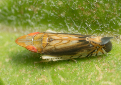 Scaphytopius majestus