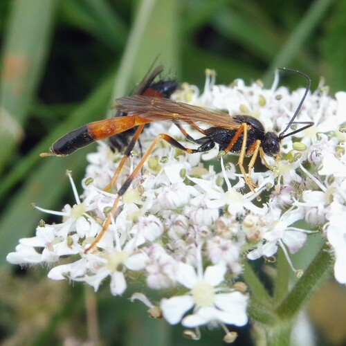 Erigorgus cerinops
