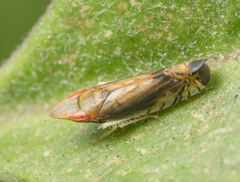 Scaphytopius majestus