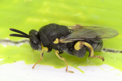 Brachymeria tibialis