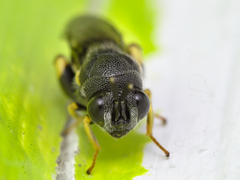 Brachymeria tibialis