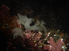 Diaulula sandiegensis