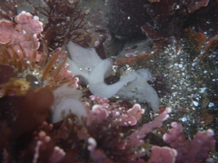Diaulula sandiegensis