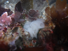 Diaulula sandiegensis