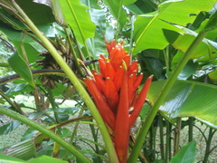 Musa coccinea