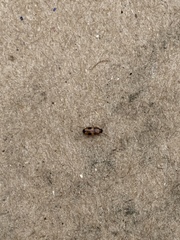 Poecilocrypticus formicophilus