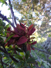 Puccinia magellanica