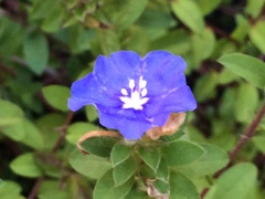 Evolvulus glomeratus