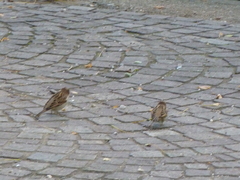 Passer domesticus