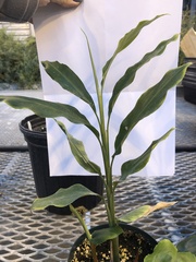 Alpinia officinarum