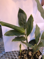 Alpinia officinarum