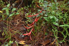 Tillandsia leiboldiana