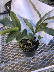 Alpinia officinarum