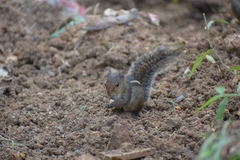 Funambulus tristriatus