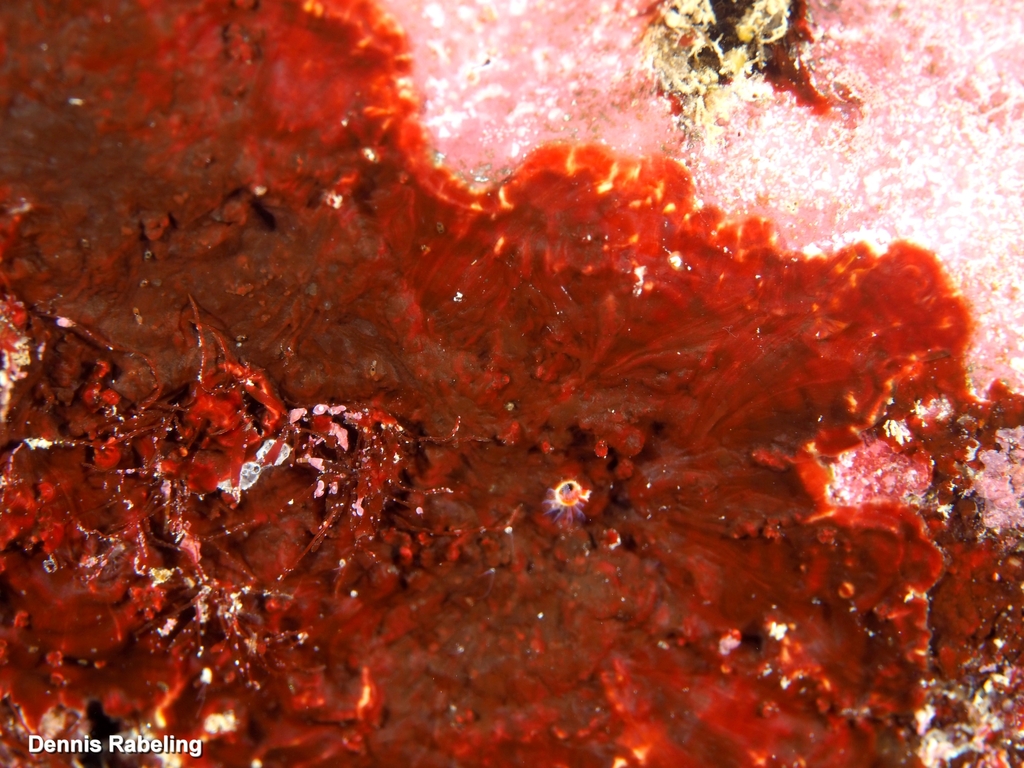 Peyssonnelia rubra