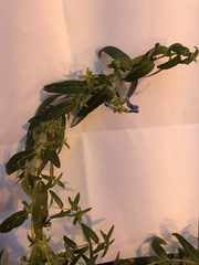 Scutellaria baicalensis