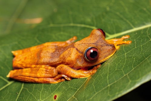 Map Treefrog, Boana geographica