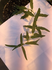 Scutellaria baicalensis