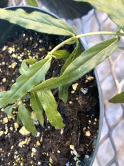 Scutellaria baicalensis