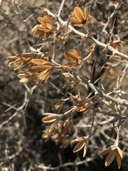 Tetradymia