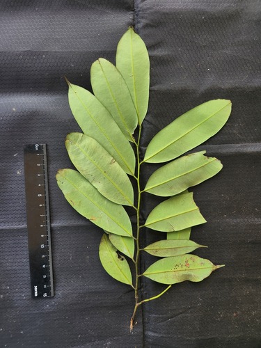 Maasia glauca observed 2025-07-17