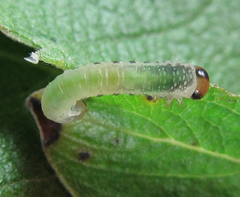 Euura hypoxantha