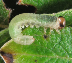 Euura hypoxantha