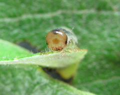 Euura hypoxantha