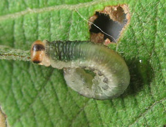 Euura hypoxantha
