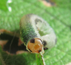 Euura hypoxantha