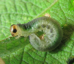 Euura hypoxantha