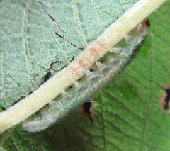 Euura hypoxantha