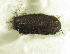 Euura hypoxantha