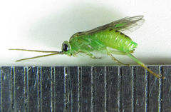 Euura hypoxantha